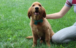 Golden Retriever dogs for sale: Gunther - Image 17
