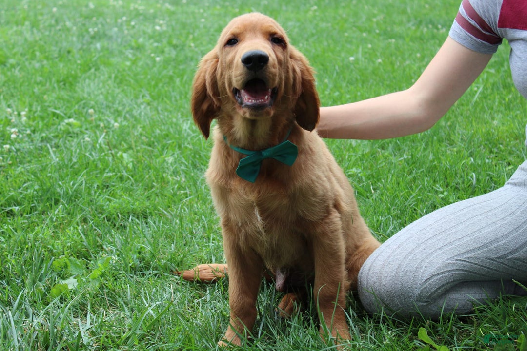 Golden Retriever dogs for sale: Gunther - Image 17