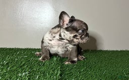 French Bulldog dogs for sale: Harley - Image 8
