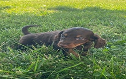 Dachshund dogs for sale: Danny - Image 10