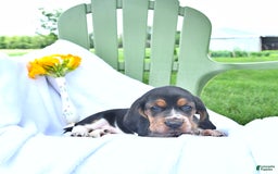 Basset Hound dogs for sale: Shannon - Image 4
