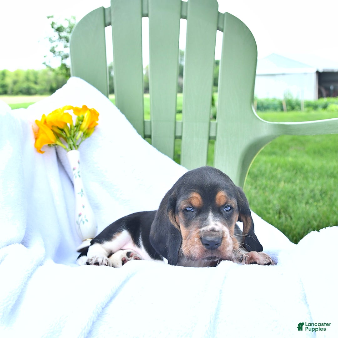 Basset Hound dogs for sale: Shannon - Image 4