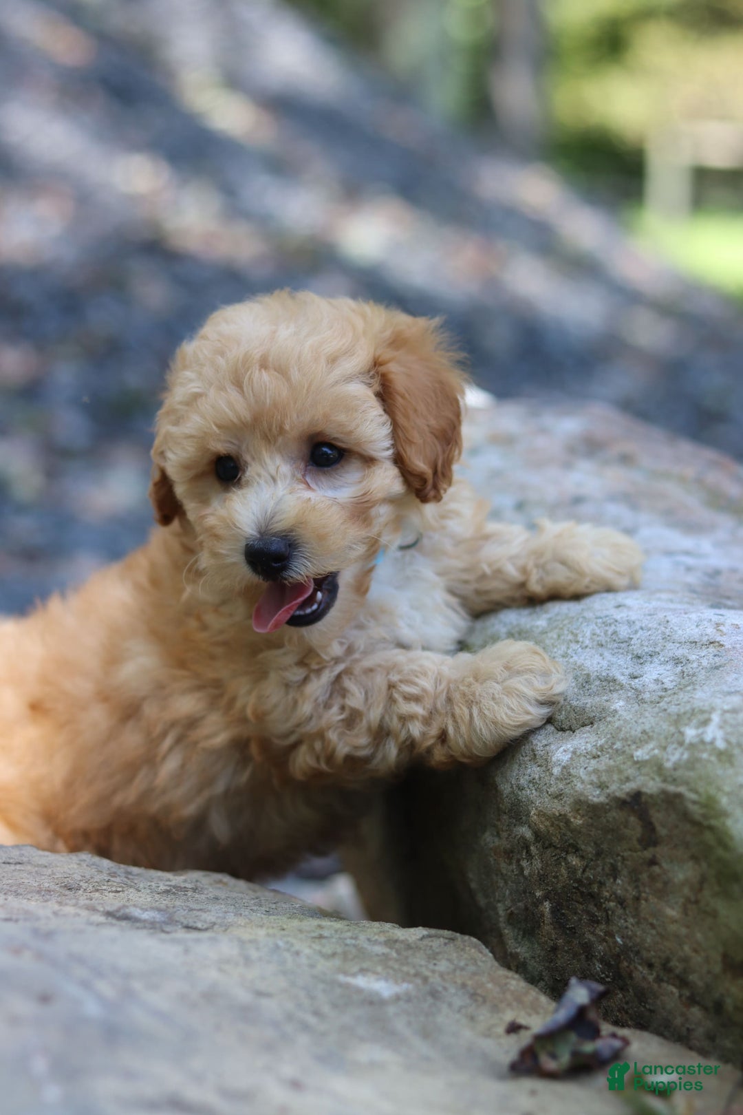 Miniature Poodle dogs for sale: Tucker - Image 3