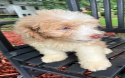 Mini Aussiedoodle dogs for sale: Sunny - Image 29