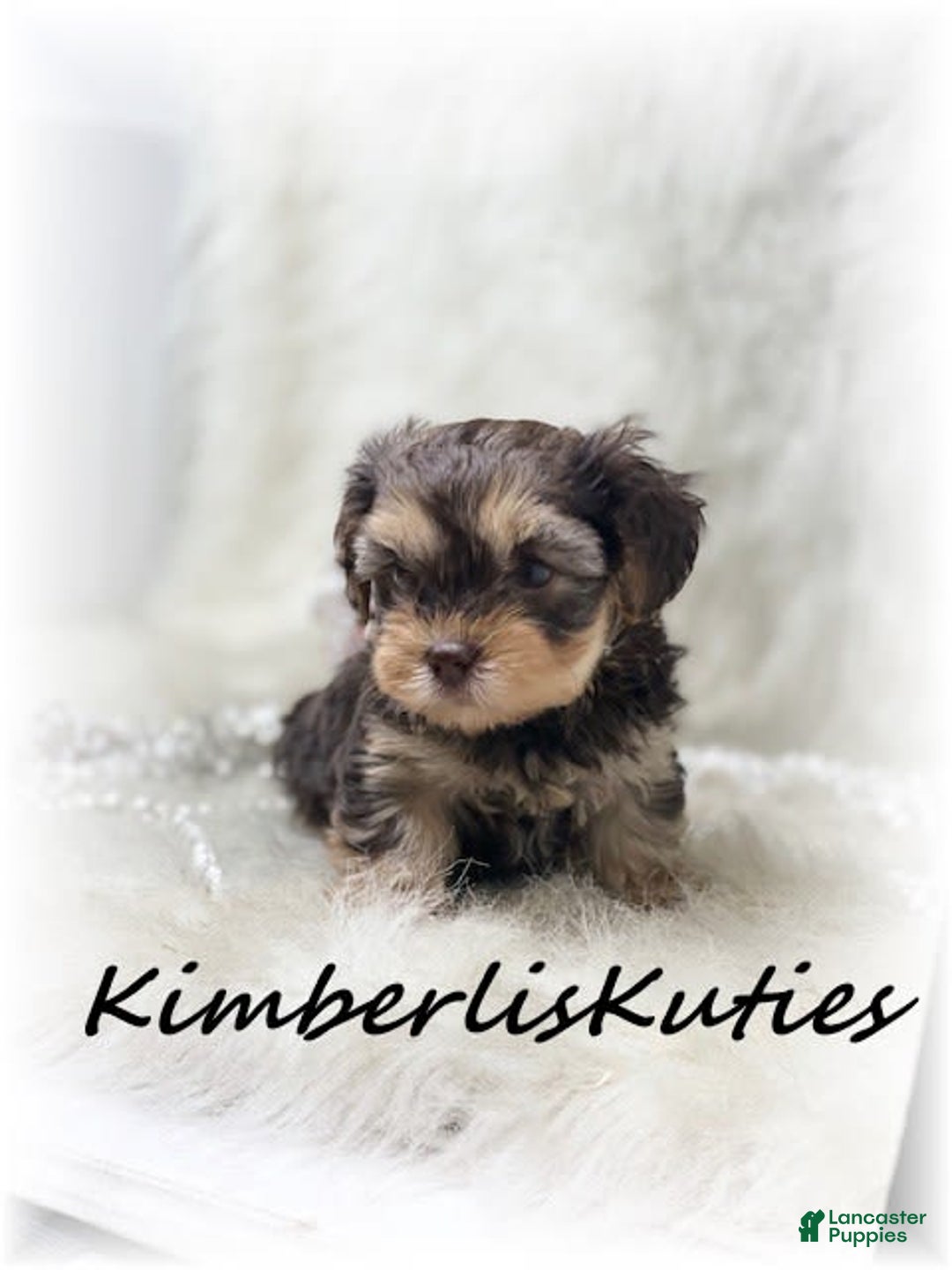 Yorkiepoo dogs for sale: Little Bendy - Image 3