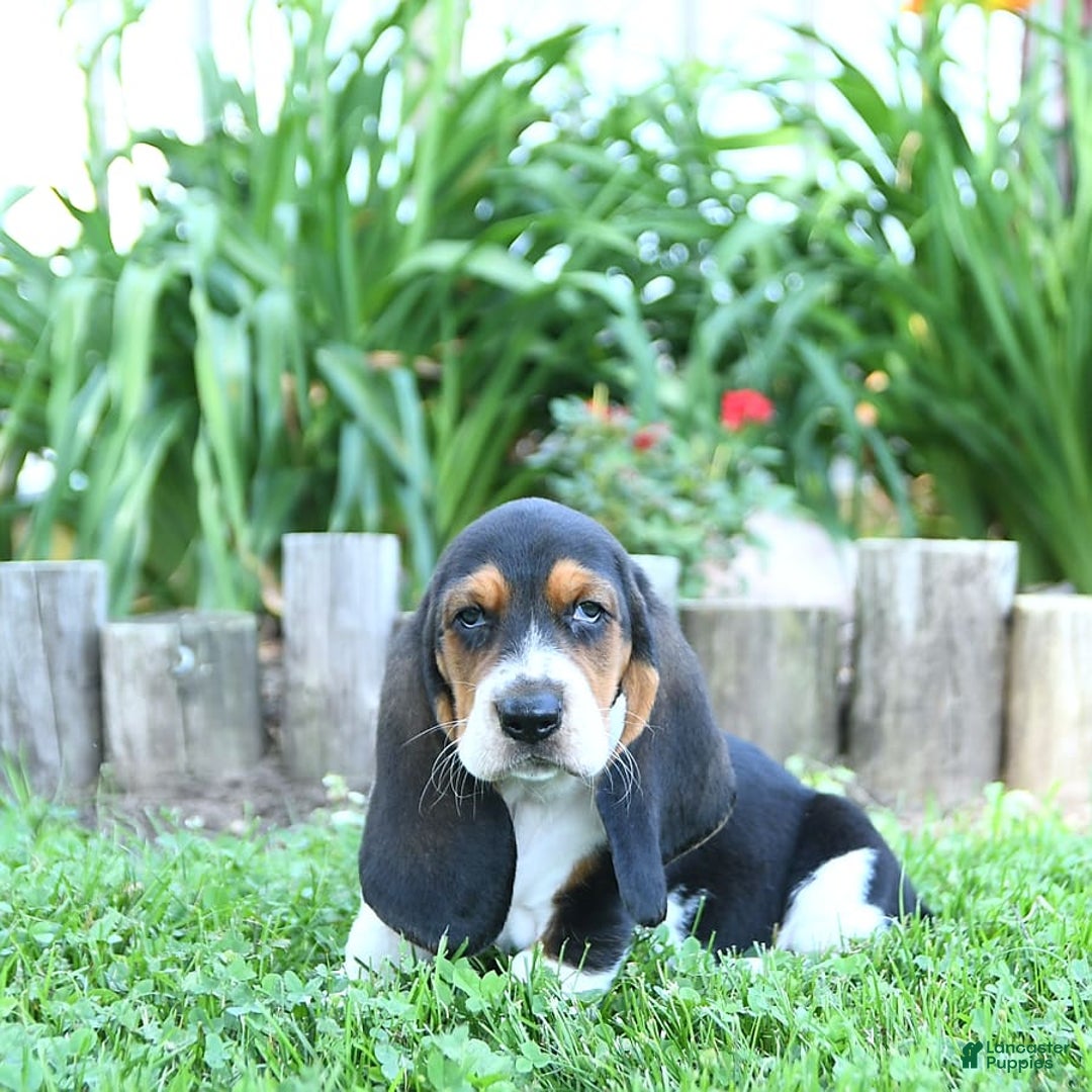 Basset Hound dogs for sale: Shanda - Image 5
