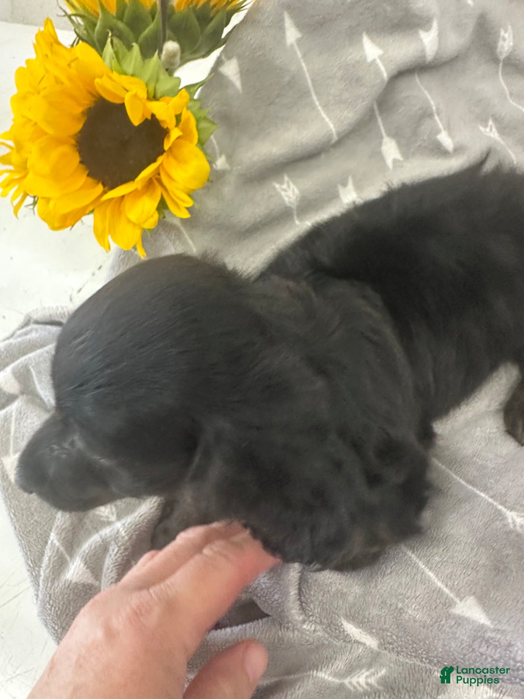 Miniature Dachshund dogs for sale: Lola - Image 2