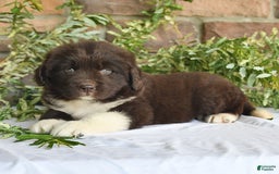 Newfoundland dogs for sale: Victoria - Image 2
