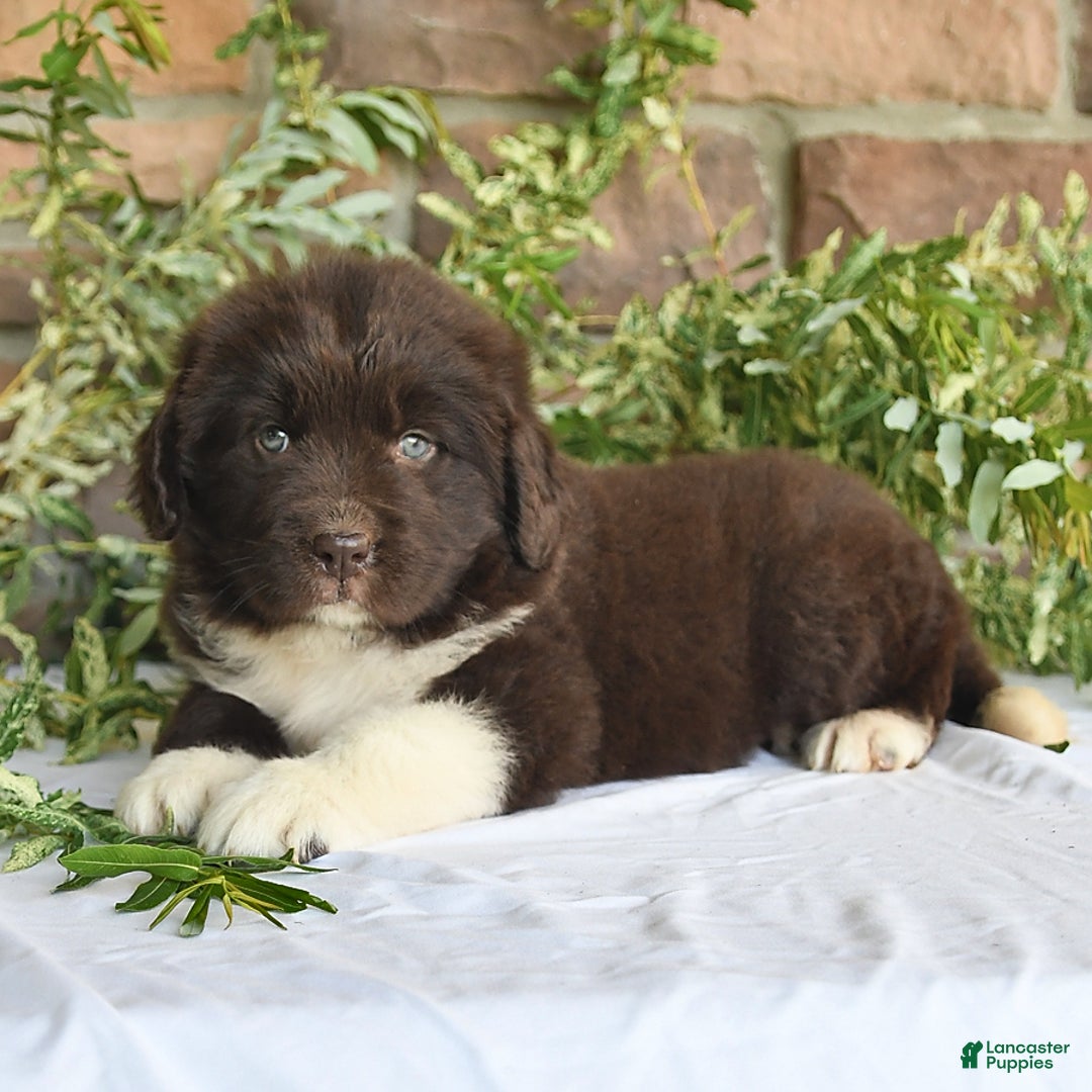 Newfoundland dogs for sale: Victoria - Image 2