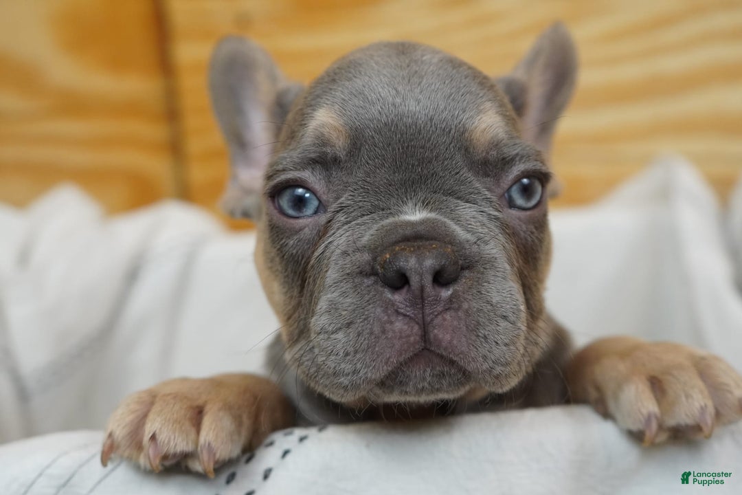 French Bulldog dogs for sale: River - Image 4