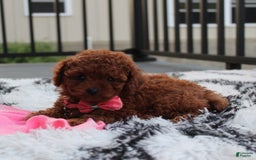 Toy Poodle dogs for sale: Honey - Image 14