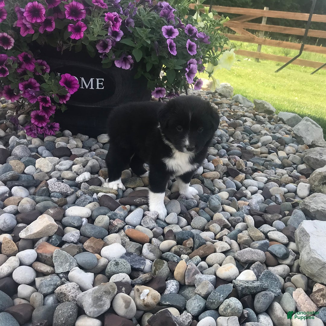English Shepherd dogs for sale: Tabby - Image 2