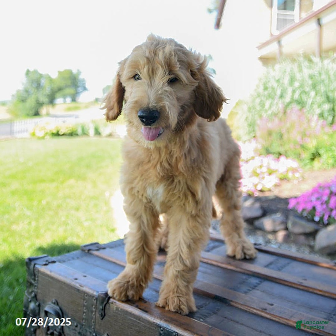 Goldendoodle dogs for sale: Patty - Image 4