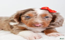 Miniature Dachshund dogs for sale: Miniature Dachshund 3 puppies - Image 11