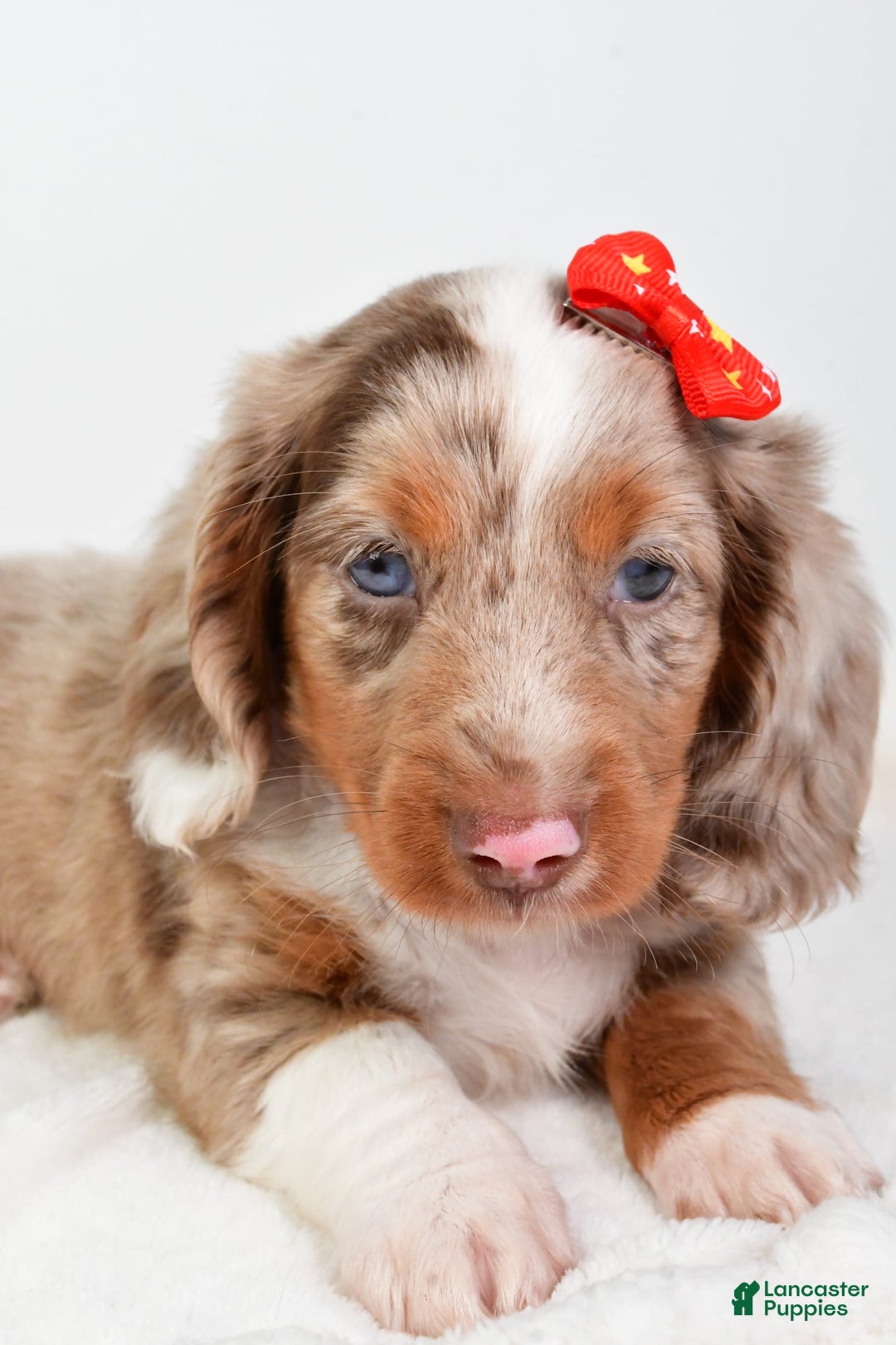 Miniature Dachshund dogs for sale: Miniature Dachshund 3 puppies - Image 11