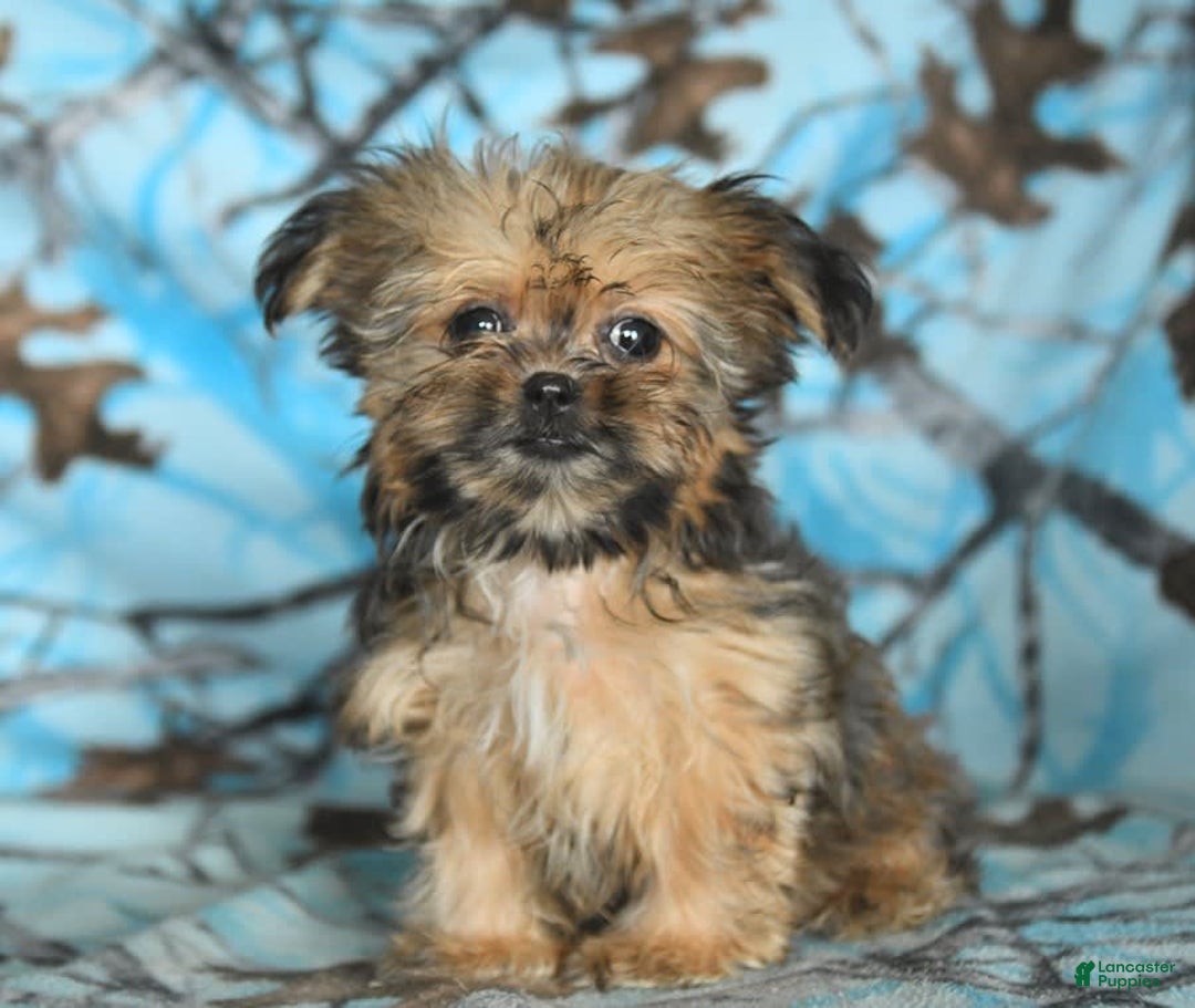 Shorkie dogs for sale: Hudson - Image 12