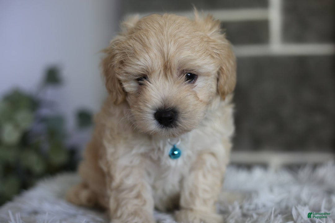 Maltipoo dogs for sale: Yogi - Image 18