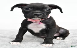 Boxer dogs for sale: Ruby - Image 2