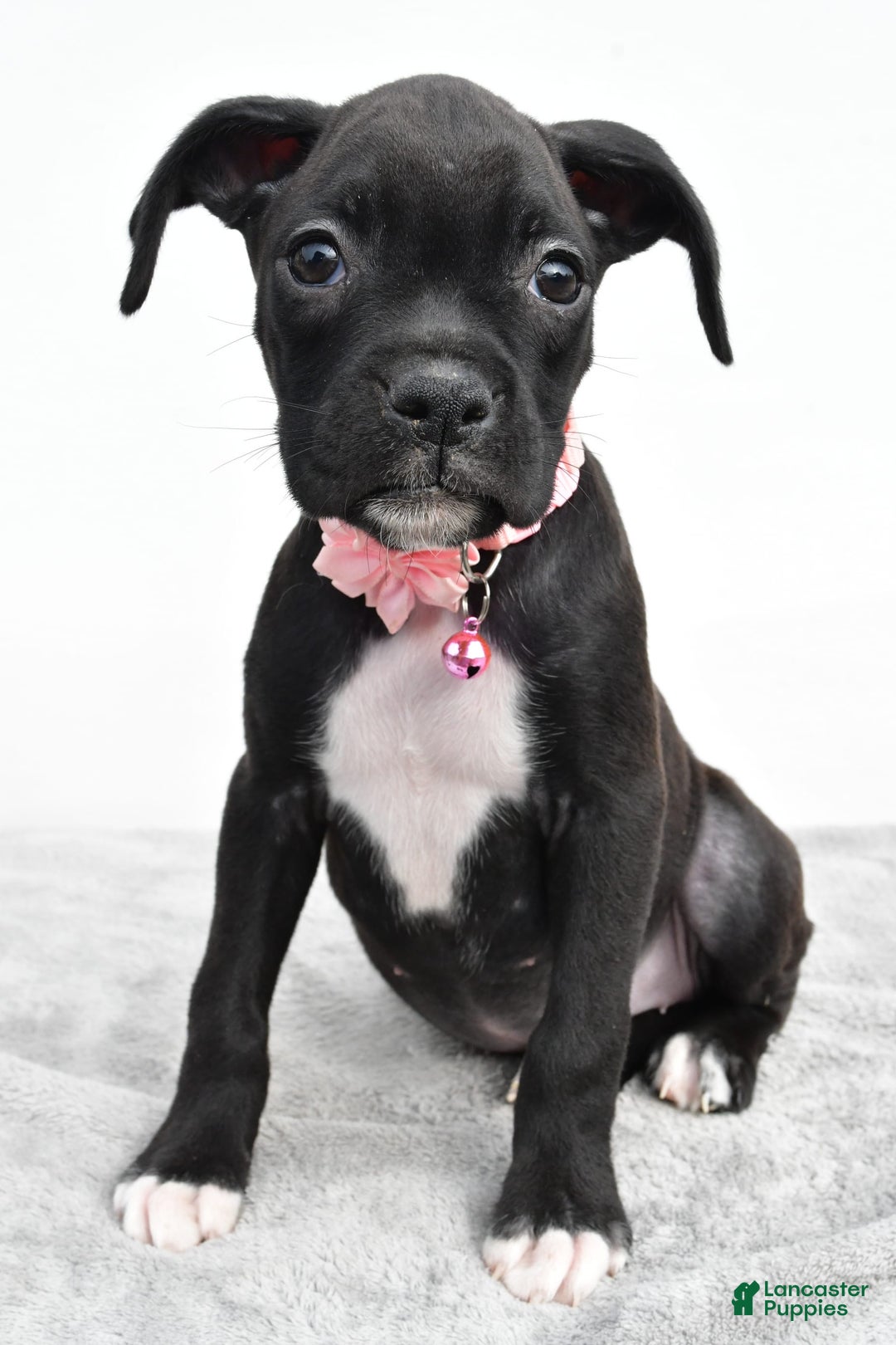 Boxer dogs for sale: Ruby - Image 2