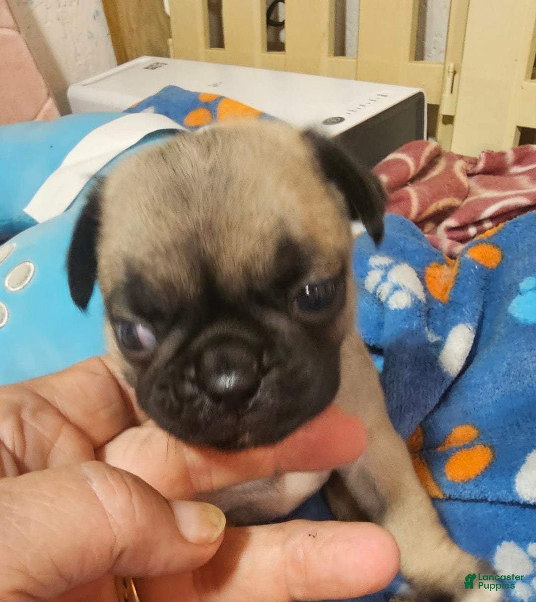 Pug dogs for sale: Midas - Image 2