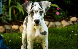 Great Dane dogs for sale: Electra - Image 13