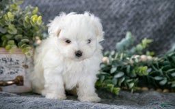Maltese dogs for sale: Satin - Image 3