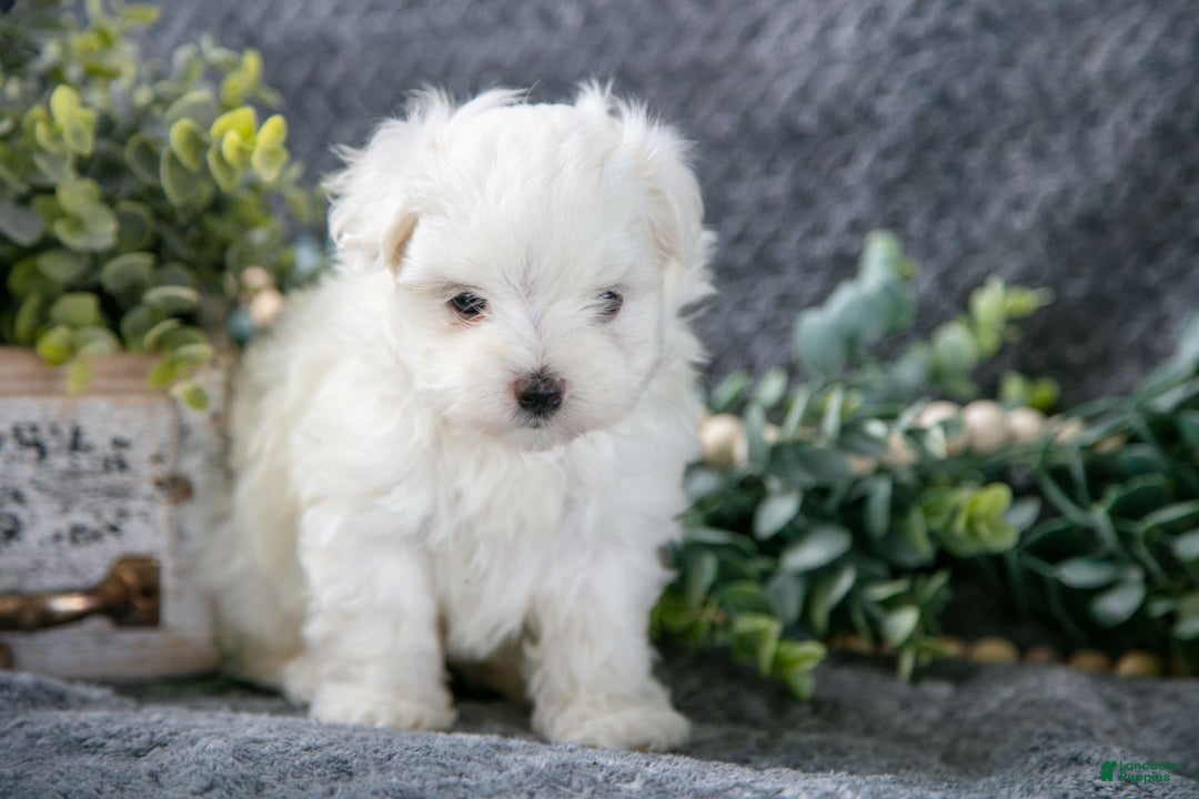 Maltese dogs for sale: Satin - Image 3
