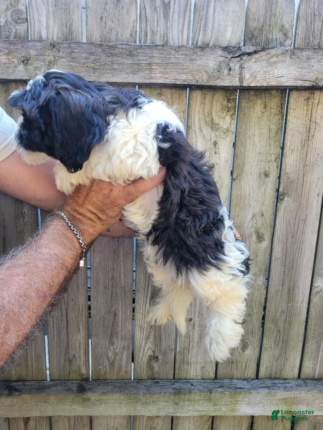 Malshi dogs for sale: Mary - Image 6