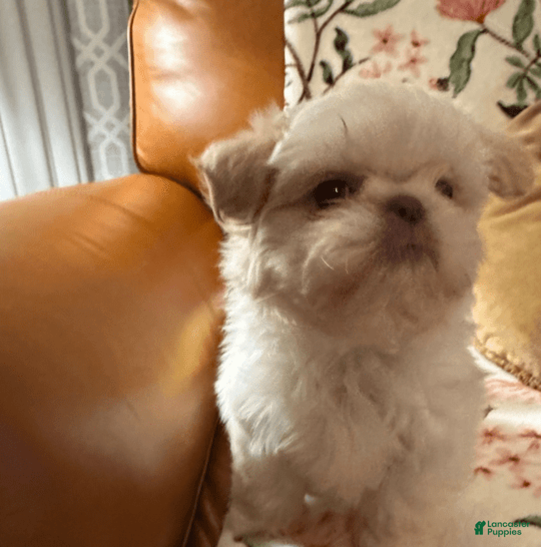 Shih Tzu dogs for sale: Bogie - Image 1
