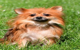 Pomeranian dogs for sale: Edger - Image 8