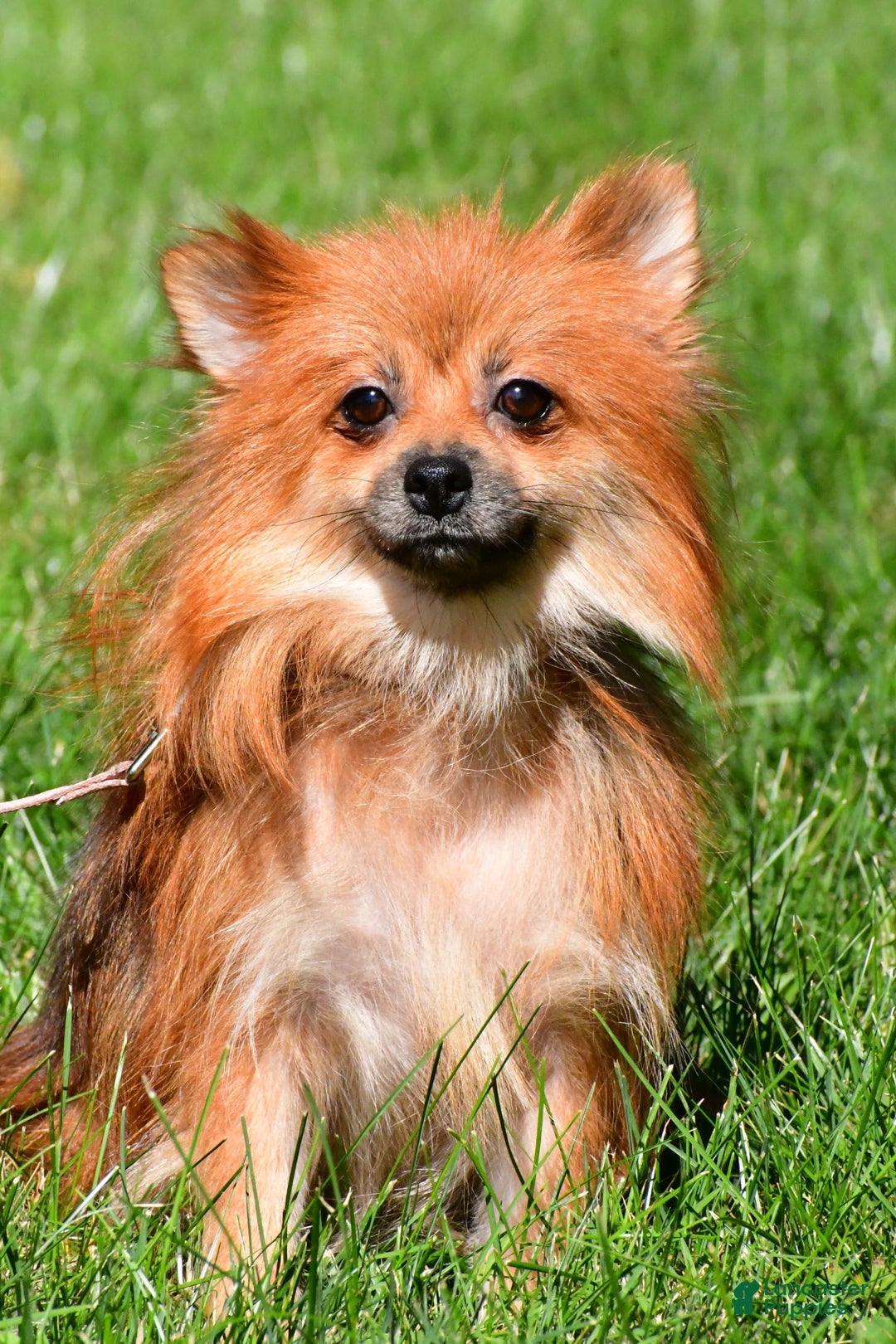 Pomeranian dogs for sale: Edger - Image 8