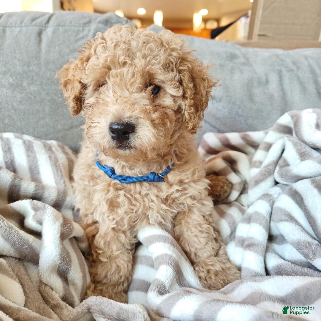 Miniature Poodle dogs for sale: Blue - Image 5
