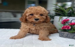 Mini Goldendoodle dogs for sale: Landon - Image 1