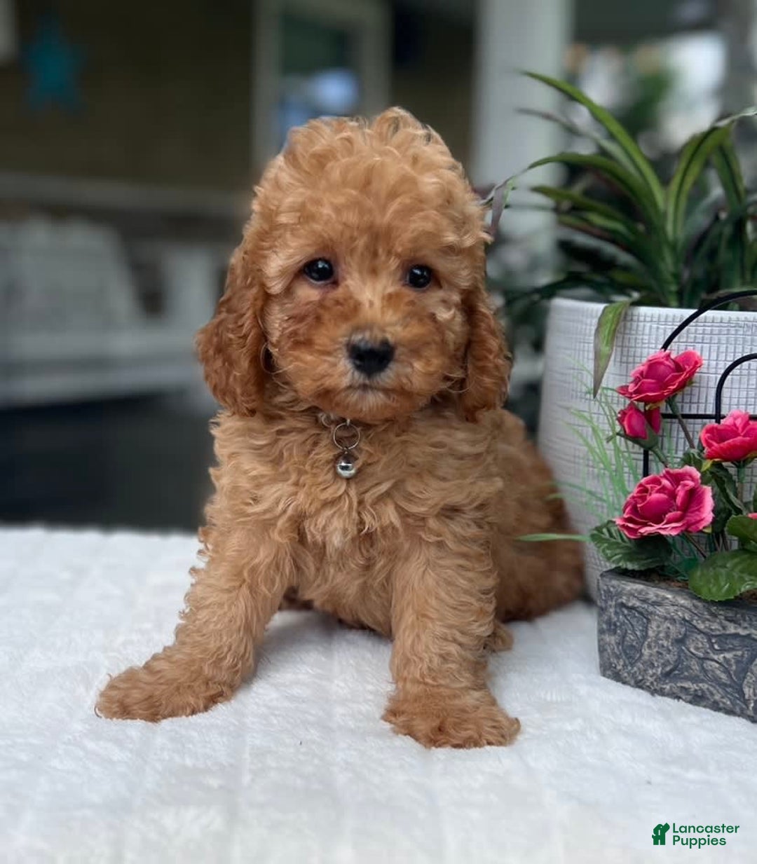 Mini Goldendoodle dogs for sale: Landon - Image 1
