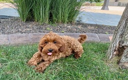 Cockapoo dogs for sale: Henry - Image 5