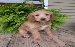 Goldendoodle dogs for sale: Lolly - Image 37