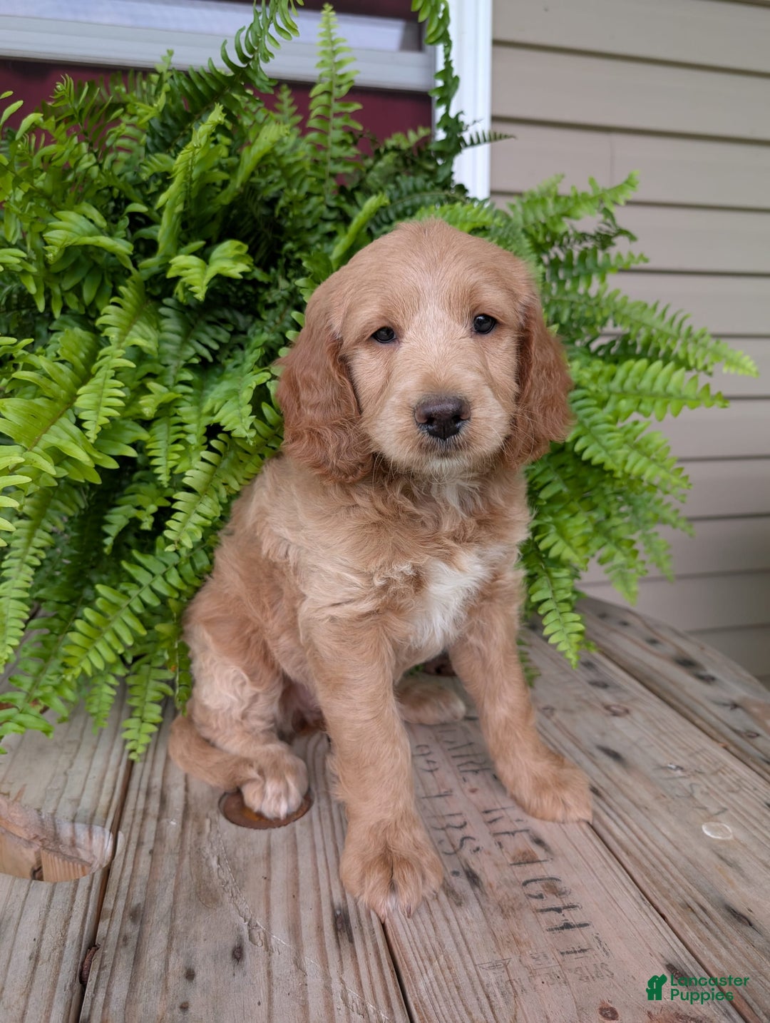 Goldendoodle dogs for sale: Lolly - Image 37