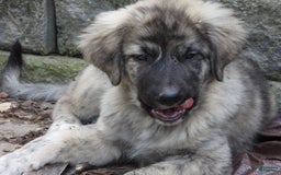 Anatolian Shepherd dogs for sale: Chloe - Image 4