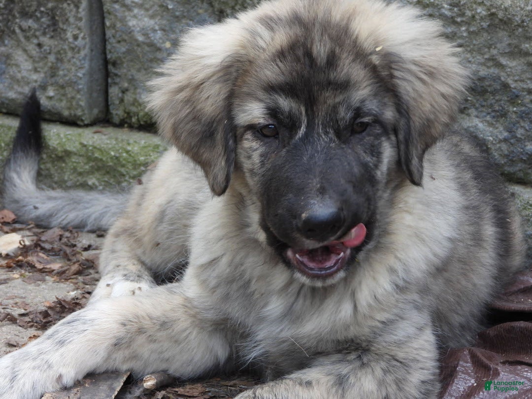 Anatolian Shepherd dogs for sale: Chloe - Image 4