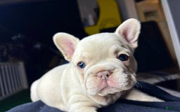 French Bulldog dogs for sale: Koda - Image 2
