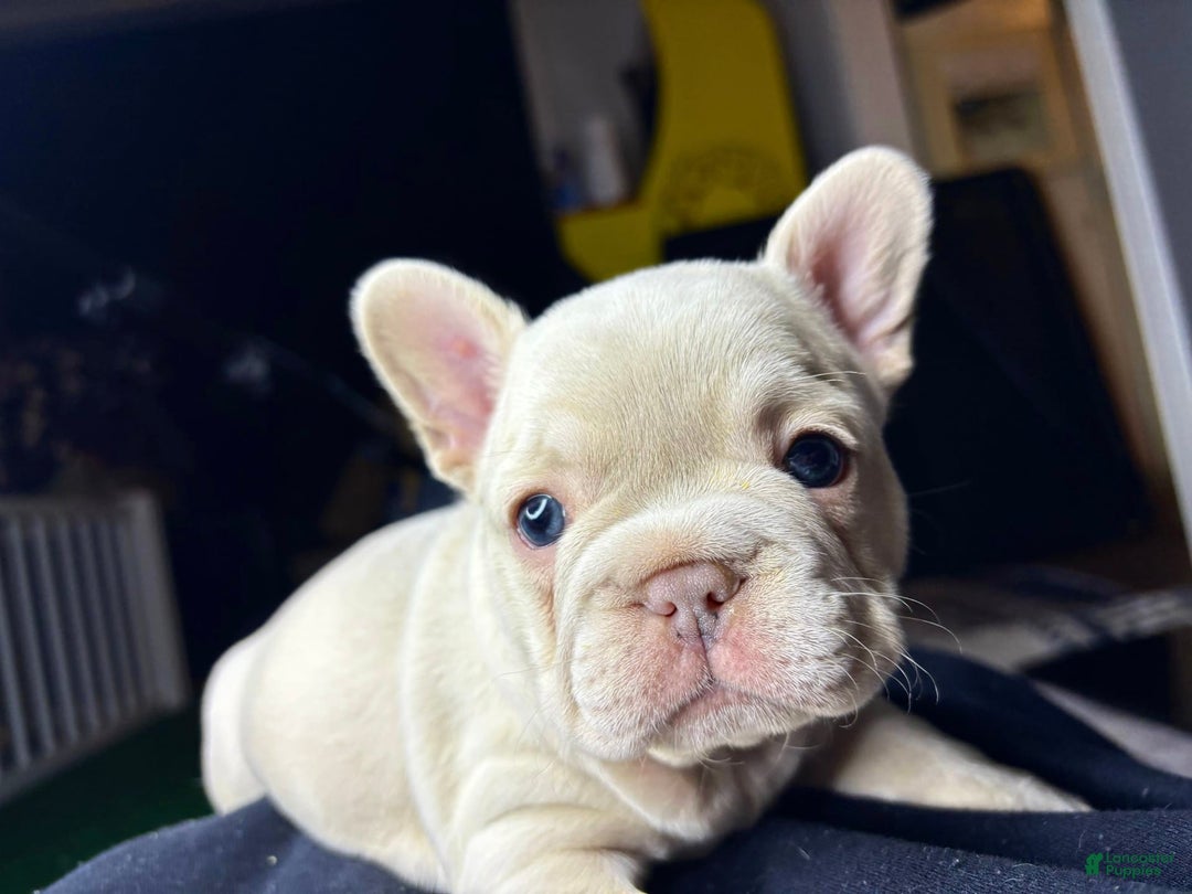French Bulldog dogs for sale: Koda - Image 2