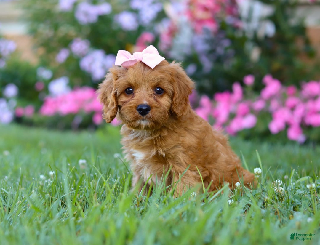 Cavapoo dogs for sale: Cavapoo 4 puppies - Image 13