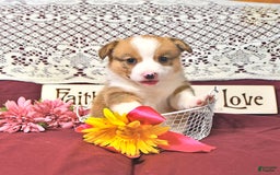 Welsh Corgi Pembroke dogs for sale: Henry - Image 1
