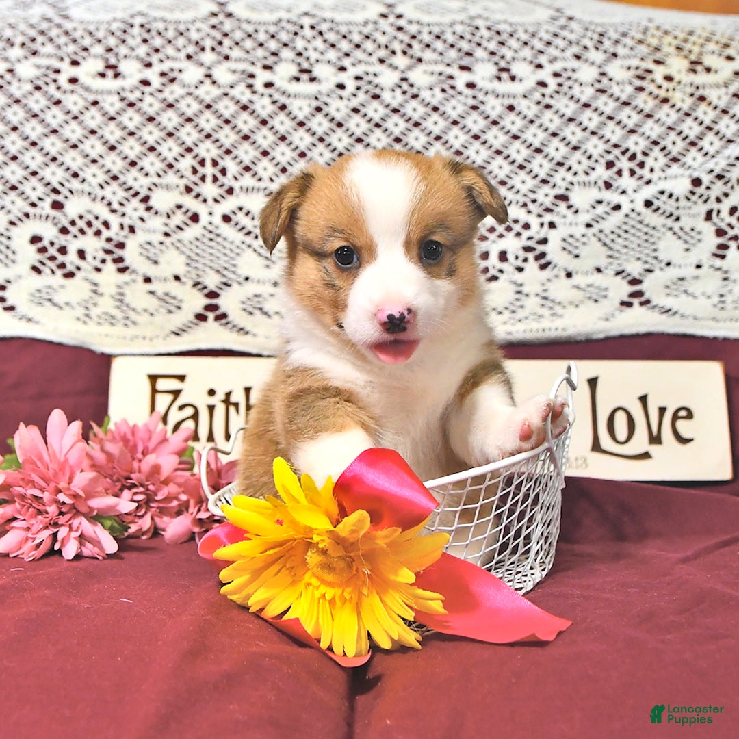 Welsh Corgi Pembroke dogs for sale: Henry - Image 1