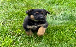 German Shepherd dogs for sale: Drama Girl - Image 13