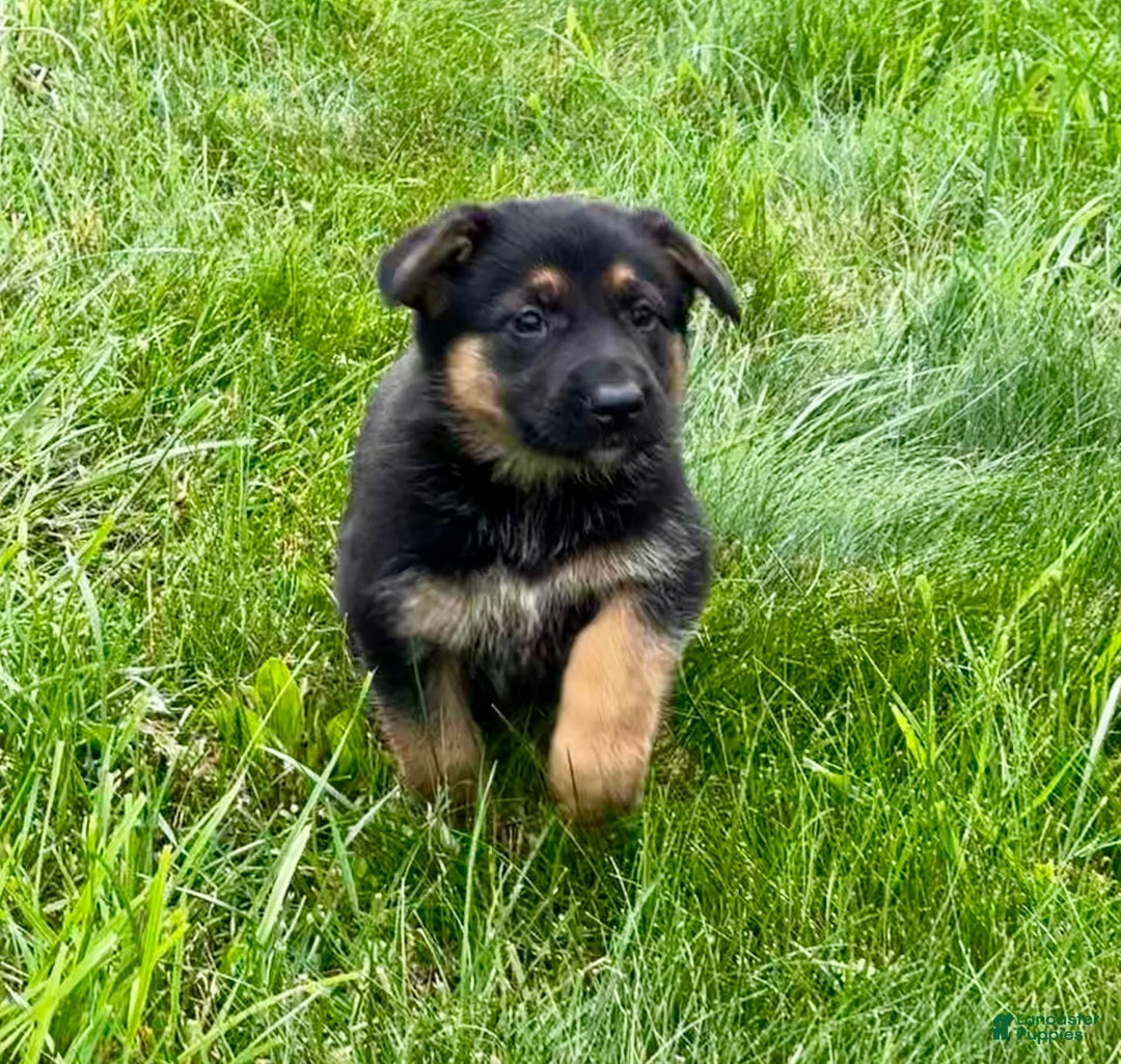 German Shepherd dogs for sale: Drama Girl - Image 13