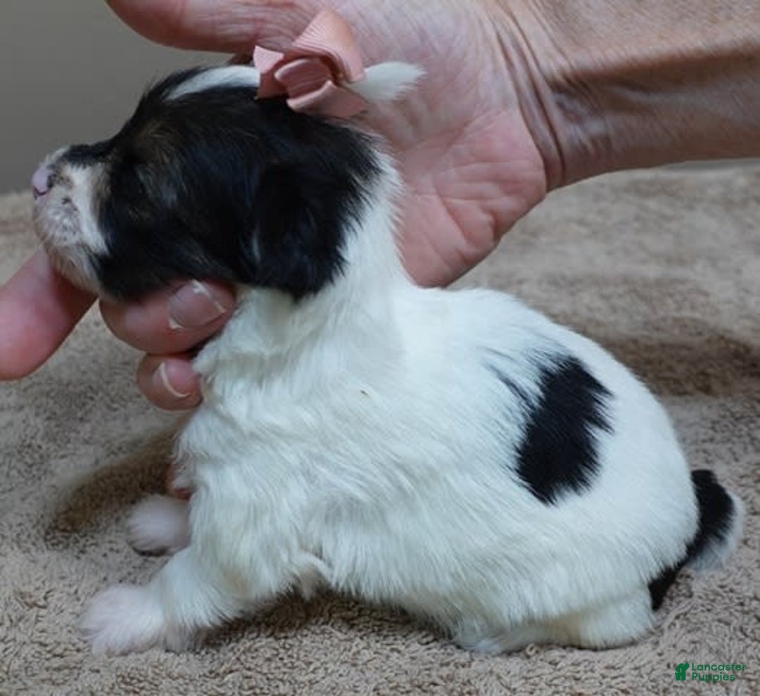 Yorkshire Terrier dogs for sale: Pappy Parti Girl - Image 10