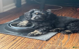 Dachshund dogs for sale: Sandy - Image 9
