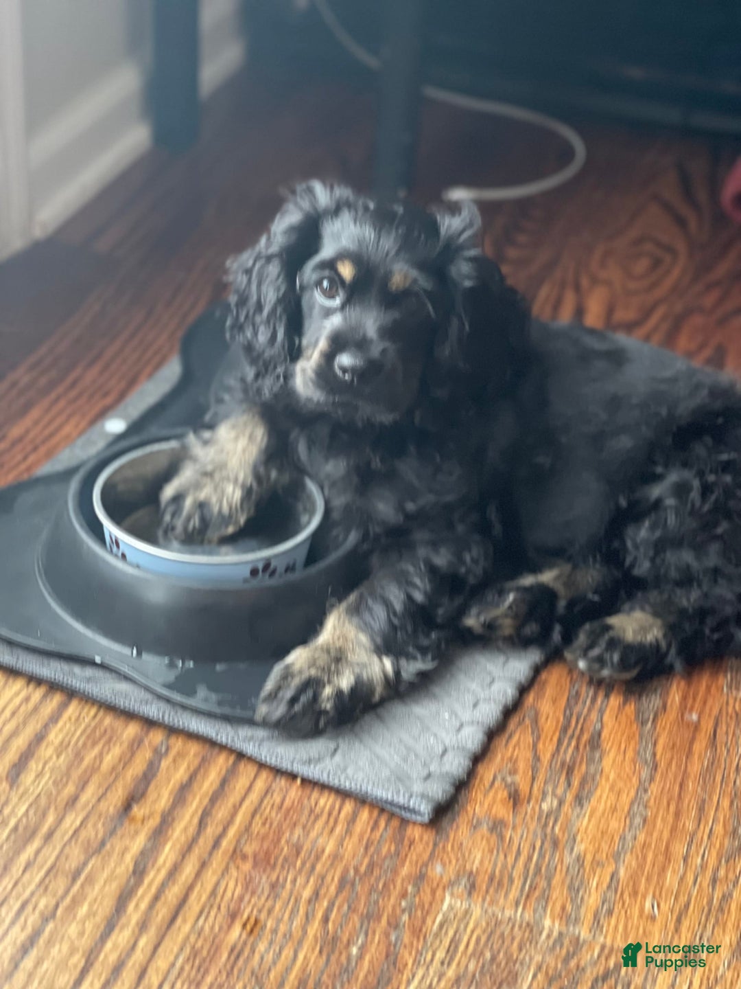 Dachshund dogs for sale: Sandy - Image 9
