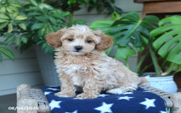 Maltipoo dogs for sale: Maltipoo 5 puppies - Image 14